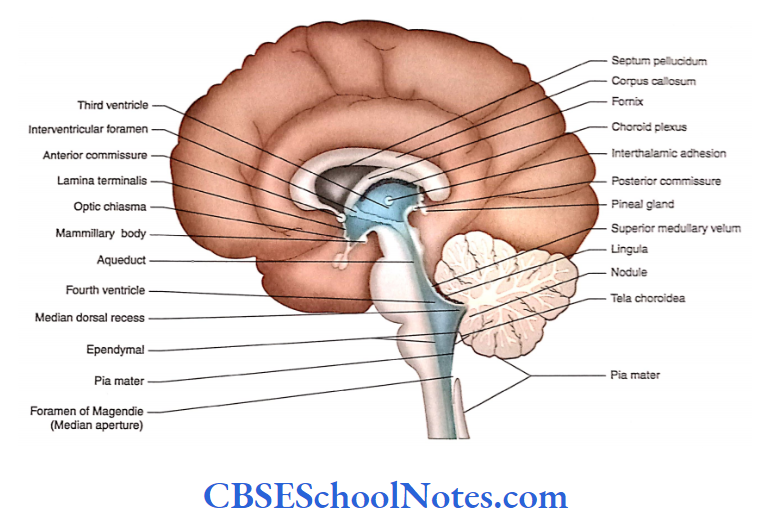 Ventricles Of The Brain Midsagittal section of brain showing the third and fourth ventricles