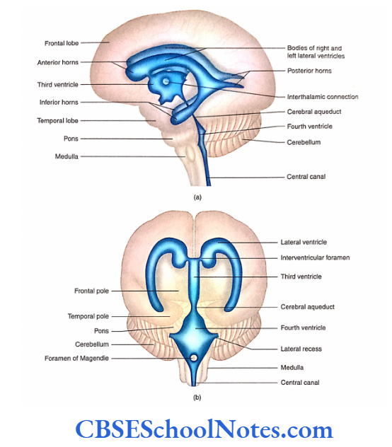 Ventricles Of The Brain Superimposition ofthe ventricular system on the surface of brain.