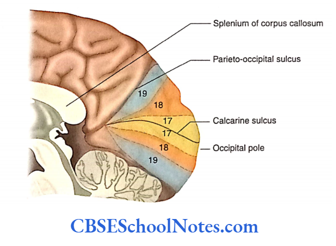 Visual System Primary visual cortex (area 17) Is present On The Superior And inferior Lips Of Calcarine Sulcus