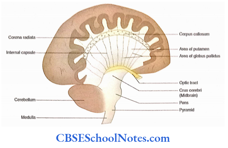 White Matter Of Cerebrum Fibres of corona radlata and Internal capsule as seen In the right cerebral hemisphere