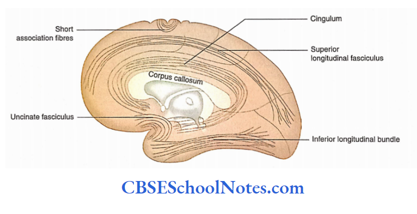 White Matter Of Cerebrum Parasagittal dissection of brain depicting association fibres