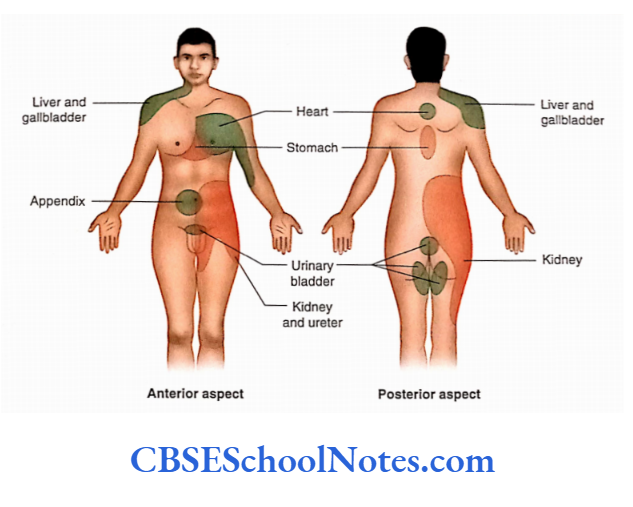 Automomic Nervous System Areas of referred pain on the body