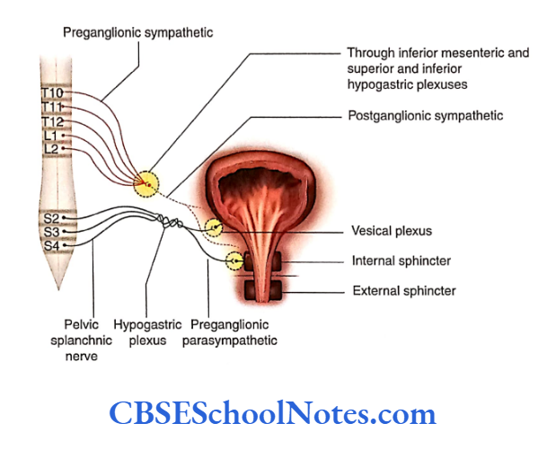 Automomic Nervous System Autonomic innervations of the urinary bladder.