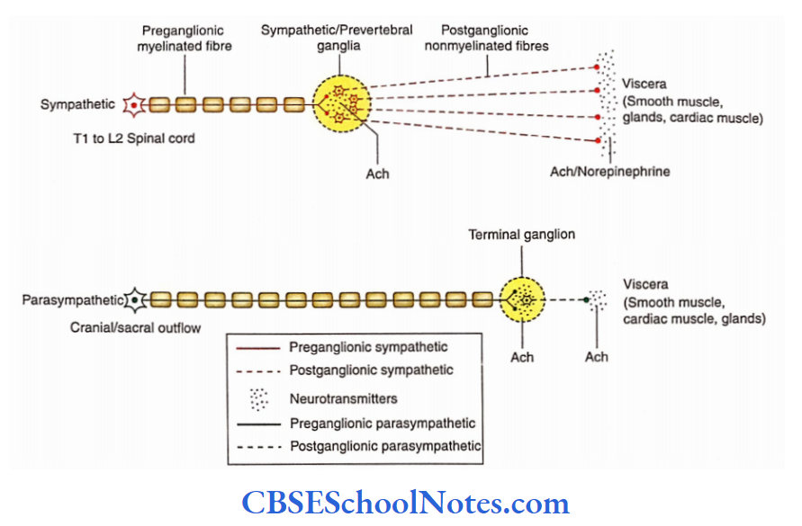 Automomic Nervous System Comparison Between Sympathetic And Parasympathetic Motor Innervotions