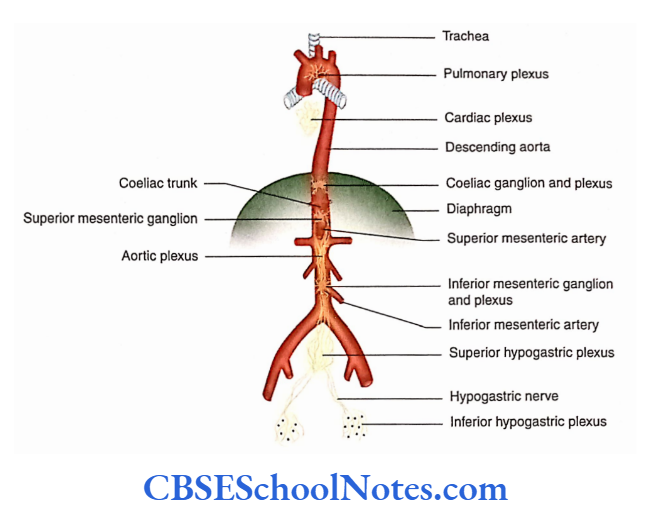 Automomic Nervous System Location of prevertebral ganglia and plexuses.
