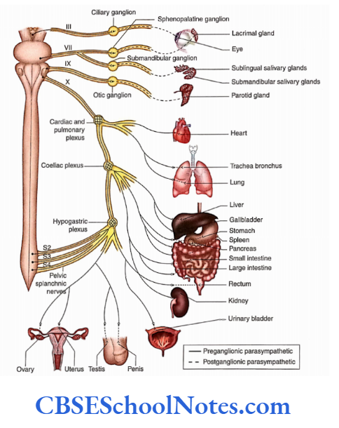 Automomic Nervous System Parasympathetic nervous system