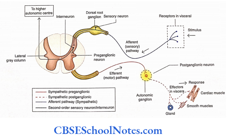 Automomic Nervous System Pathway of visceral reflex.