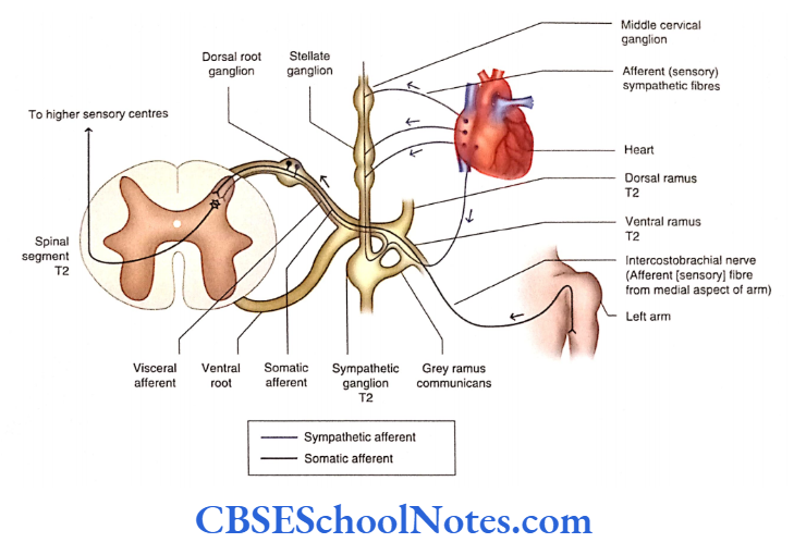 Automomic Nervous System Referred pain from heart.