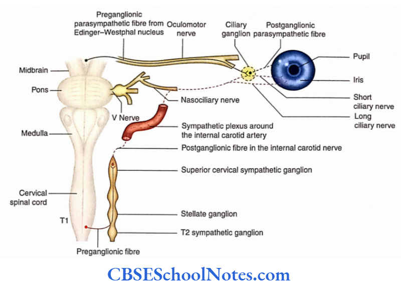 Automomic Nervous System Sympathetic and parasympathetic fibres innervating the iris
