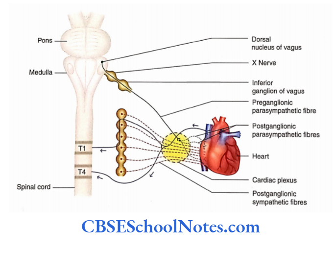 Automomic Nervous System Sympathetic and parasympathetic innervations of heart