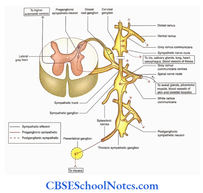 Automomic Nervous System Sympathetic fibres relaying in paravertebral ganglia (sympathetic chain) and prevertebral ganglion