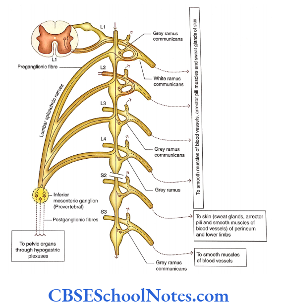 Automomic Nervous System Sympathetic innervation through lumbar and sacral sympathetic trunks
