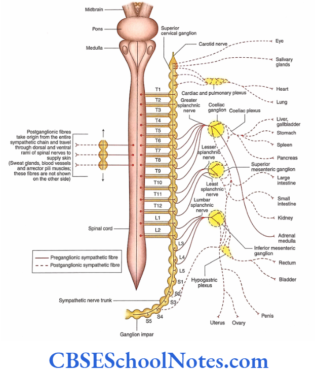 Automomic Nervous System Sympathetic nervous system.2