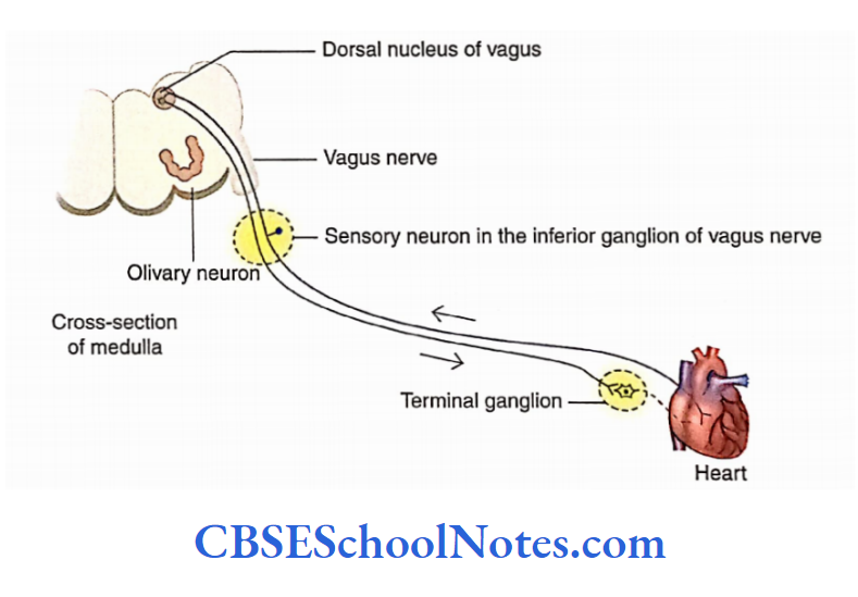 Automomic Nervous System Visceral reflexes from Stomach, heart, colon.