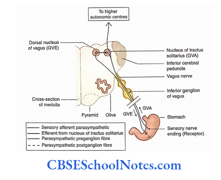 Automomic Nervous System Visceral reflexes from Stomach, heart, colon
