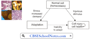Cell injury and Cellular Adaptation Notes - CBSE School Notes