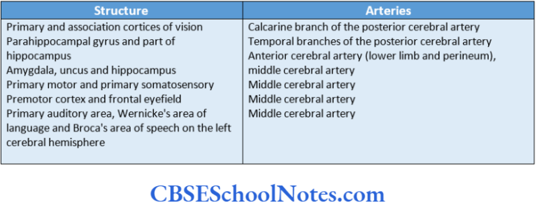 Blood Supply Of The Brain And Spinal Cord Notes - CBSE School Notes