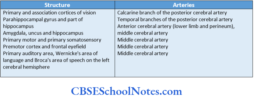 Blood Supply Of The Brain And Spinal Cord Arterial Supply Of The Major Cortical Structures Of Cerebum