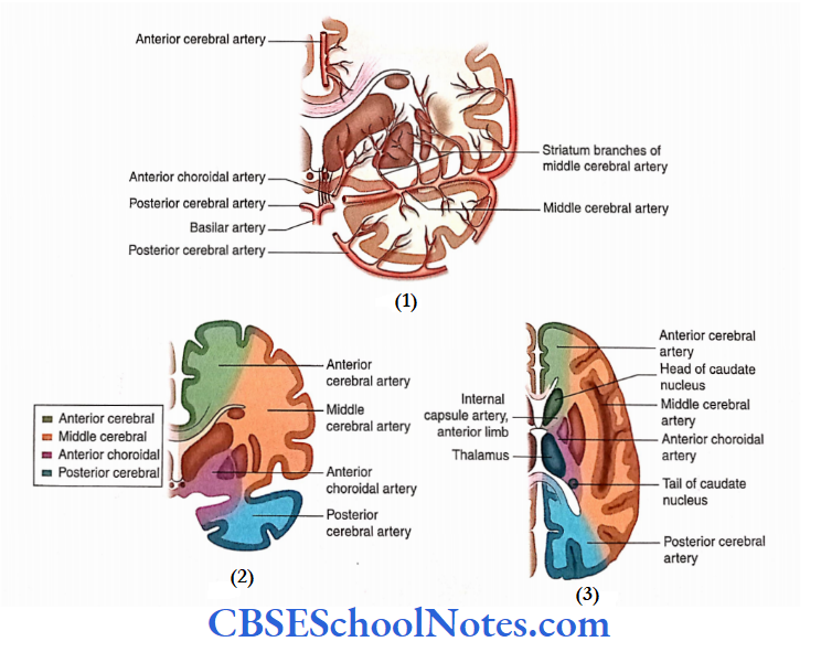 Blood Supply Of The Brain And Spinal Cord Blood supply of the deeper structures of cerebral hemispheres