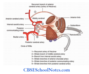 Blood Supply Of The Brain And Spinal Cord Notes - CBSE School Notes
