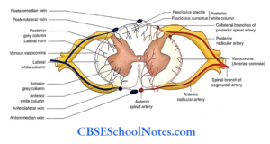Blood Supply Of The Brain And Spinal Cord Notes - CBSE School Notes