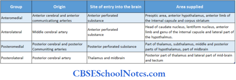 Blood Supply Of The Brain And Spinal Cord Notes - CBSE School Notes