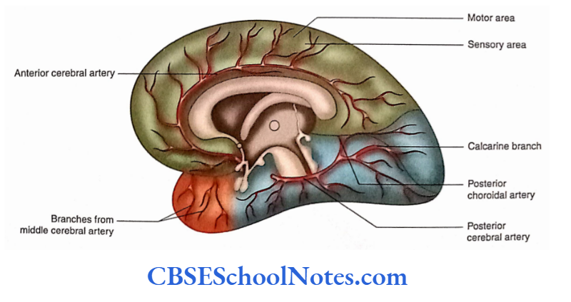 Blood Supply Of The Brain And Spinal Cord Cerebral arteries on the inferomedial aspect of the cerebral hemisphere.