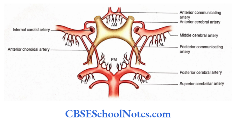Blood Supply Of The Brain And Spinal Cord Notes - CBSE School Notes
