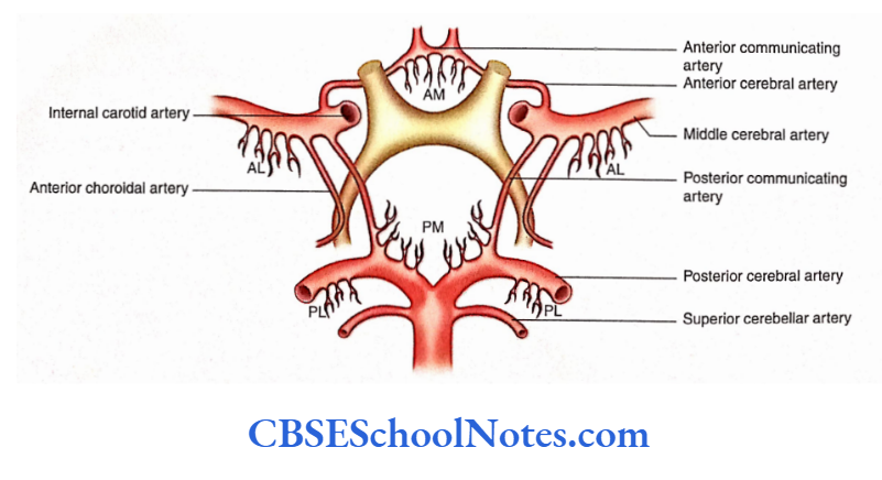 Blood Supply Of The Brain And Spinal Cord Circle of Willis