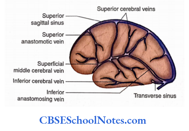 Blood Supply Of The Brain And Spinal Cord External cerebral veins on the superolateral surface of the cerebum