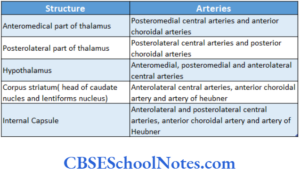 Blood Supply Of The Brain And Spinal Cord Notes - CBSE School Notes