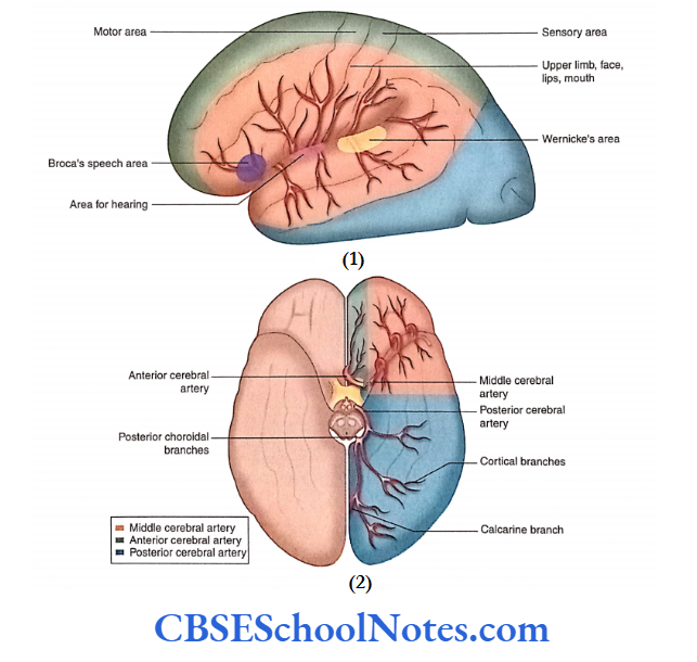 Blood Supply Of The Brain And Spinal Cord Territories of cerebral arteries (anterior, middle and posterior),