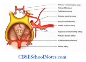 Blood Supply Of The Brain And Spinal Cord Notes - CBSE School Notes