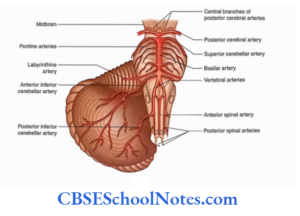 Blood Supply Of The Brain And Spinal Cord Notes - CBSE School Notes