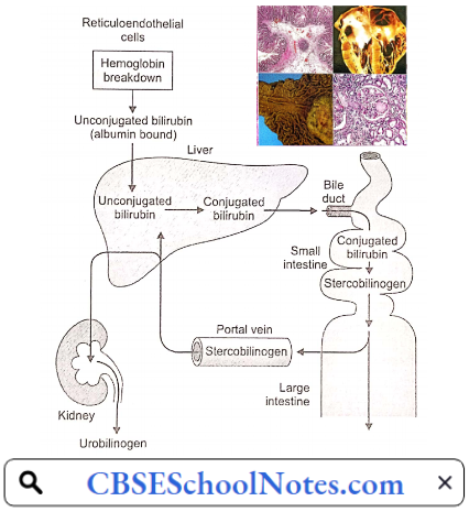 Disorders Of the Gastrointestinal System Bilirubin Metabolism
