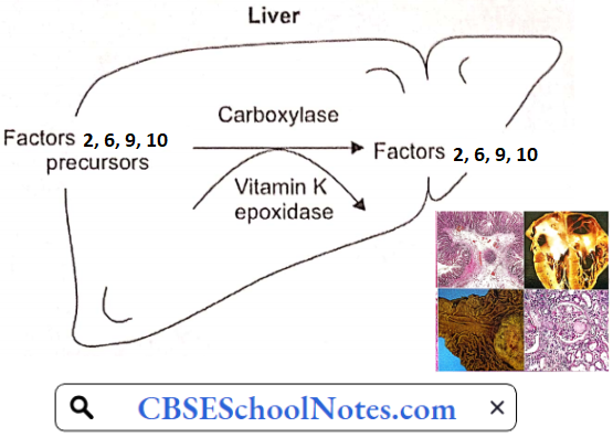 Hematological Disorders Synthesis Of Clotting Factors In The Liver
