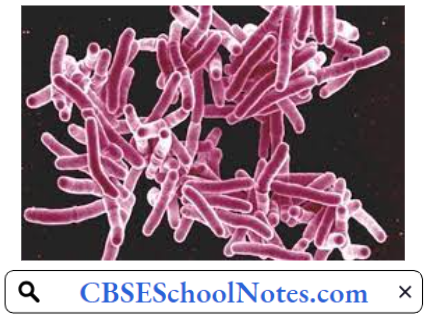 Infectious Diseases Mycobacterium Tuberculosis