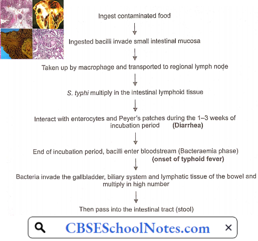 Infectious Diseases Pathophysiology Of Typhoid Fever