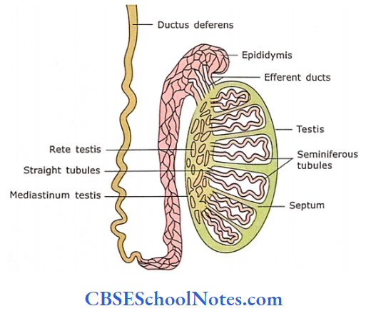 Histology of Male Reproductive System Notes - CBSE School Notes