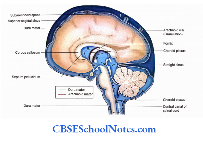 Meninges And Cerebrospinal Circulation of CSF. The CSF flows from the lateral ventricles into the third ventricle through the interventricular foramina