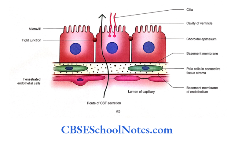 Meninges And Cerebrospinal Fluid Blood-CSF barrier2