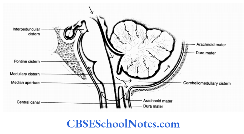 Meninges And Cerebrospinal Fluid Cisterns around the brainstem and cerebellum