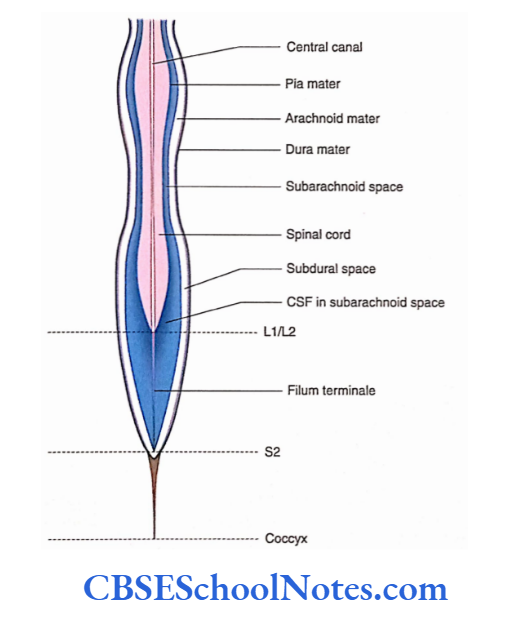 Meninges And Cerebrospinal Fluid Spinal cord surrounded by meninges and Cerebrospinal Fluid