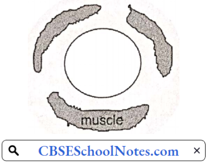 Smooth Muscle In A Bronchiole