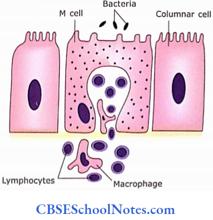 The Digestive System 2 The Alimentary Canal Bacteria Adhering To The Apical Surface Of Cell