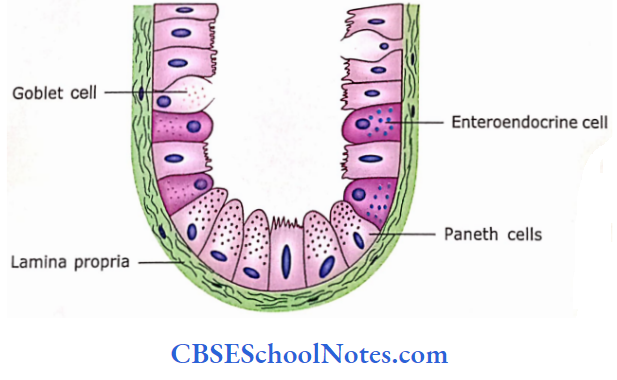 The Digestive System 2 The Alimentary Canal Enteroendocrinr And Paneth Cells At The Base Of An Intestinal Gland
