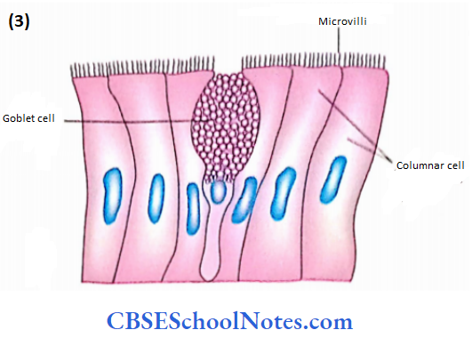 The Digestive System 2 The Alimentary Canal Goblet Cell Between Columnar Cells