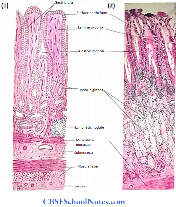 The Digestive System 2 The Alimentary Canal Pyloric Region Of Stomach Pyloric Glands