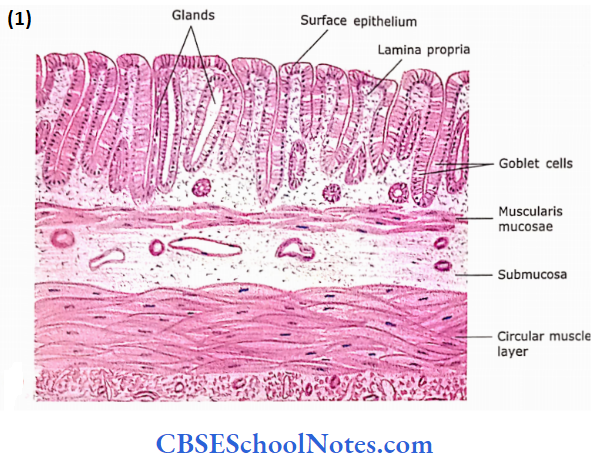 The Digestive System 2 The Alimentary Canal Structure Of Colon Typical Coats Of Wall