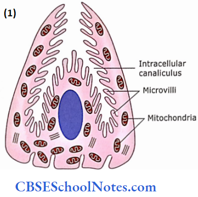 The Digestive System 2 The Alimentary Canal Structure Of Pariental And Cheif Cells Of Intracelluar Canaliculus Lined